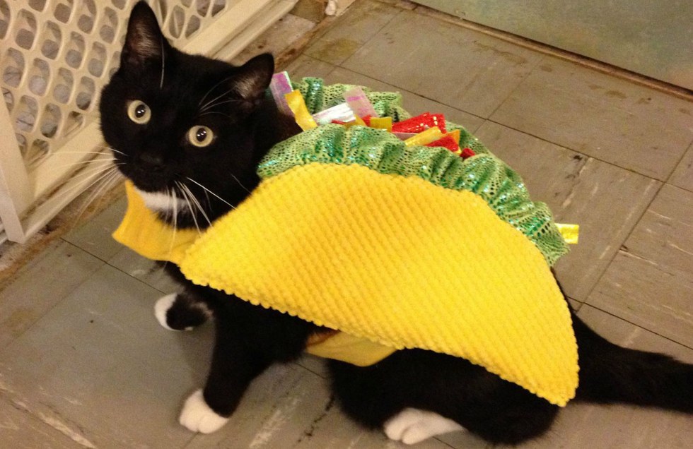 taco cat